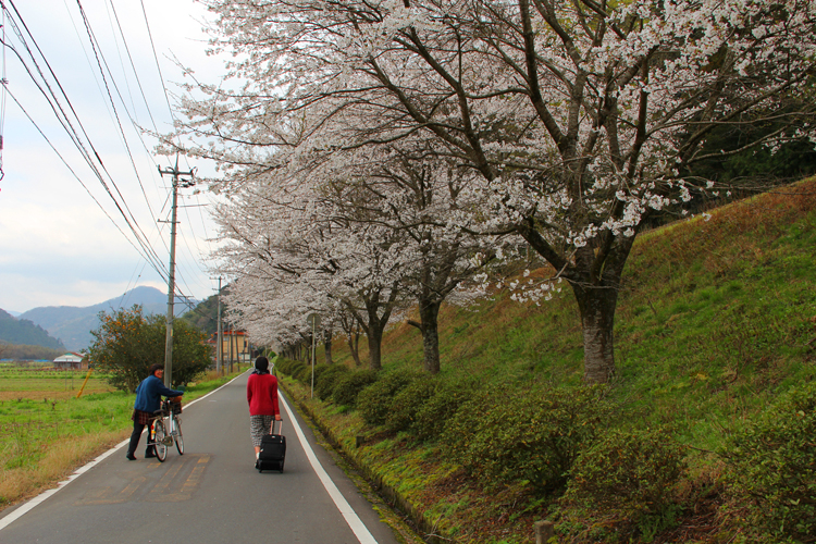 田津駅周辺の桜