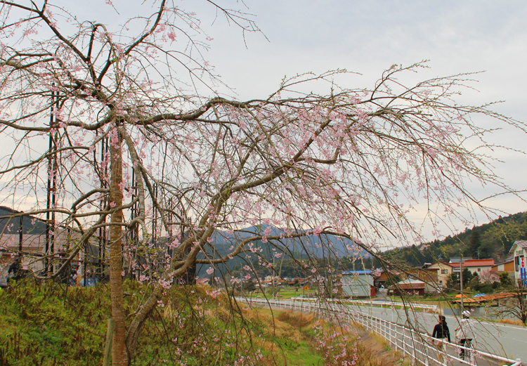 桜江小学校前の桜