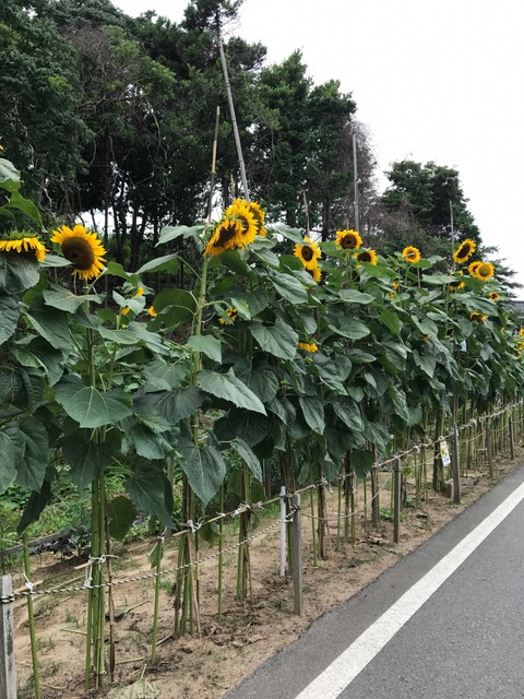 嘉久志の夏の風物詩「ひまわり」