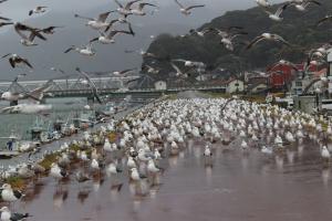 江の川河口海猫（ごめ）冬の陣の写真