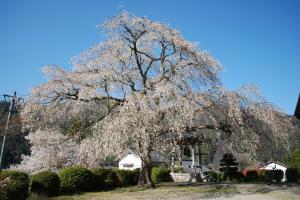 しだれ桜（福泉寺）の写真