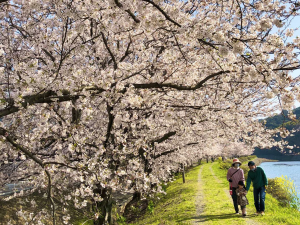 来年もこの場所にの写真