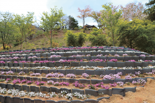 高角山公園の芝桜