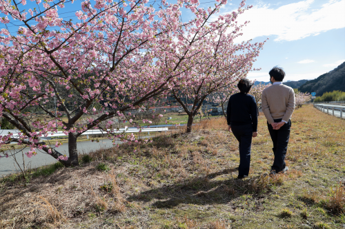 松川町の河津桜