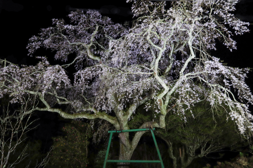 山本の白枝垂桜（川平町）