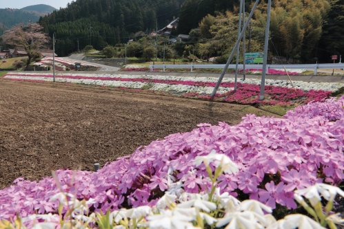 川平町ふれあい広場前の芝桜