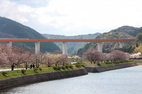 敬川堤防沿いの桜並木(遠景）