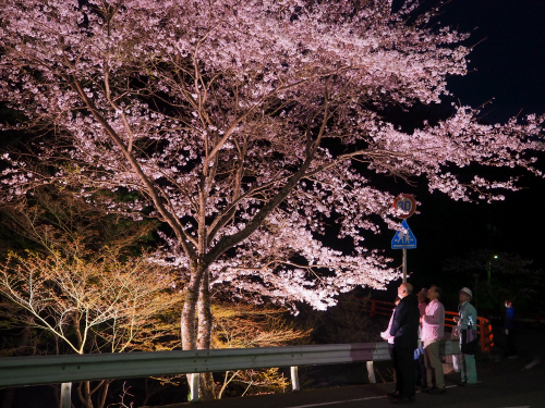 有福温泉町の夜桜