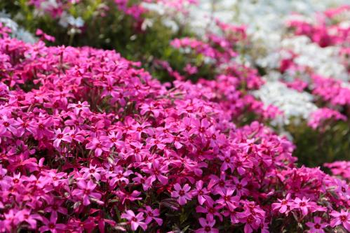 川平町の芝桜（近景）