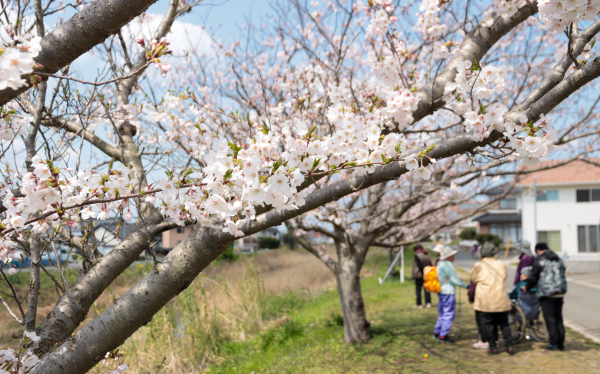 水尻川の桜と花見を楽しむ地域の人たち