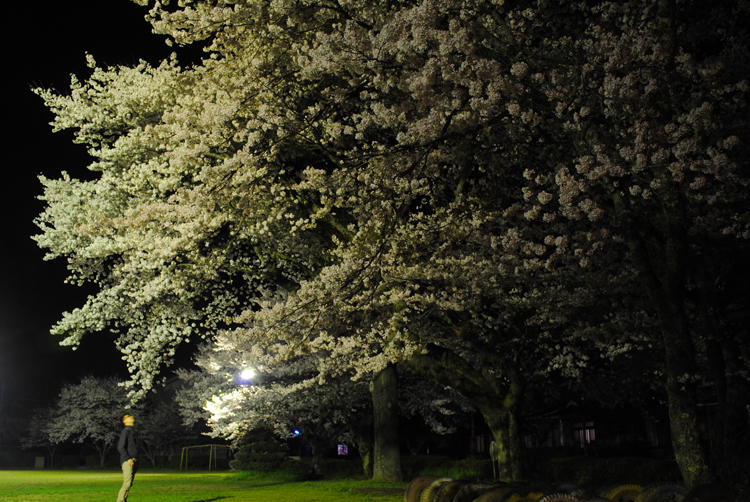 谷住郷コミュニティ交流センターの夜桜