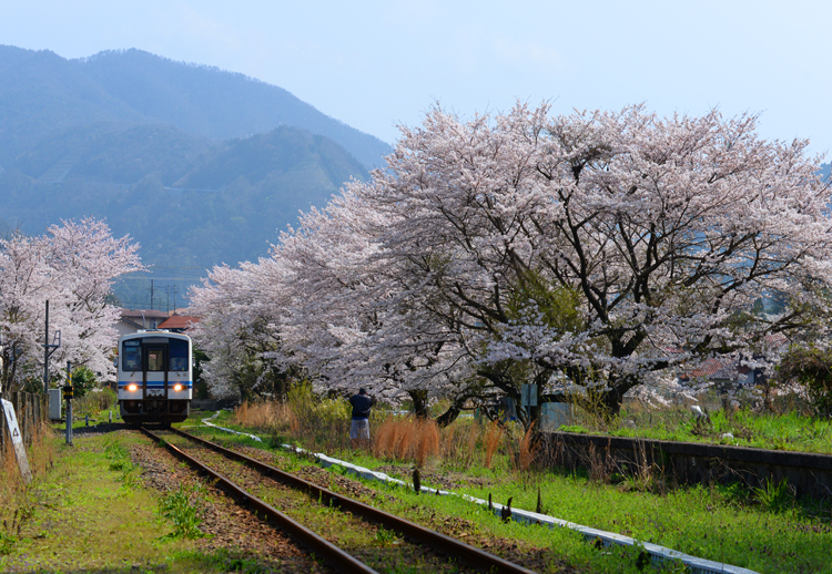 川戸駅周辺の桜