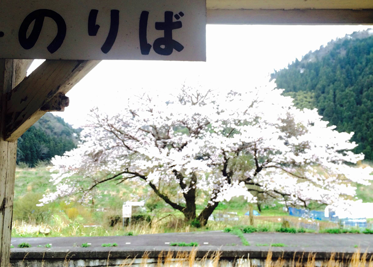 川戸駅改札から見える桜