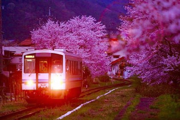 桜江町の桜