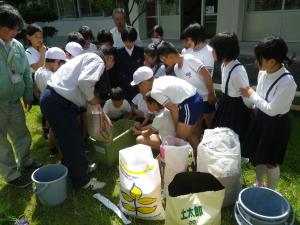 緑のカーテン　小学校で植え付けの様子　写真