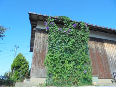 Sさん　緑のカーテン　写真