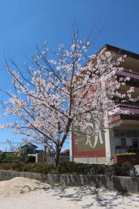 桜が満開