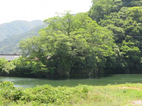 今田水神の大ケヤキ　八戸川の対岸から臨む