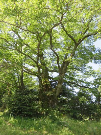 今田水神の大ケヤキ　木のそばであおいで見る